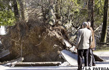 Dos hombres observan el estado que presenta un árbol del Parque San Francisco de Oviedo /EFE
