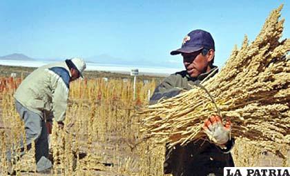 Bolivia debe elevar su producción para asegurar el alimento (ARCHIVO)