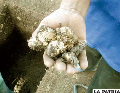 Descubren conchas de moluscos cerca de la ciudad amazónica de Trinidad