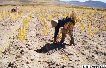 Investigaciones aportarán a mejorar producción agrícola y pecuaria de Oruro