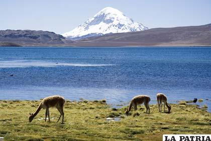 Una de las actividades económicas de Sajama son sus ejemplares camélidos