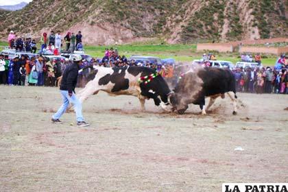Una pelea de toros durante una festividad en San Pedro de Totora