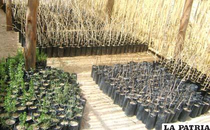 Gobernación dispone de 150 mil plantines