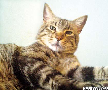 El Bengala es un felino híbrido resultado del cruce entre un gato doméstico y un gato leopardo