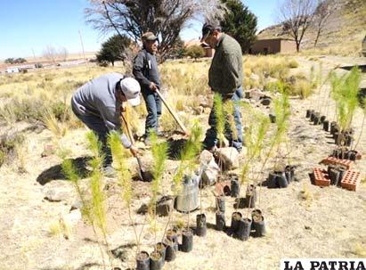 Se incorporarán bosquecillos en diferentes municipios