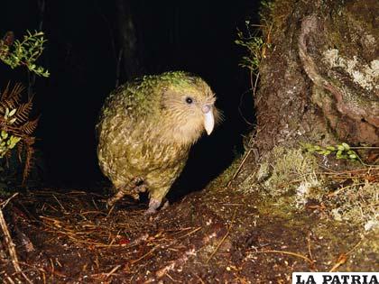 Un ave autóctona de Nueva Zelanda