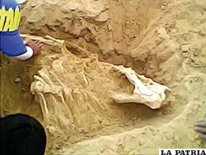 Restos óseos encontrados en Andamarca