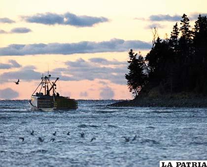 Las actividades humanas contaminan los mares