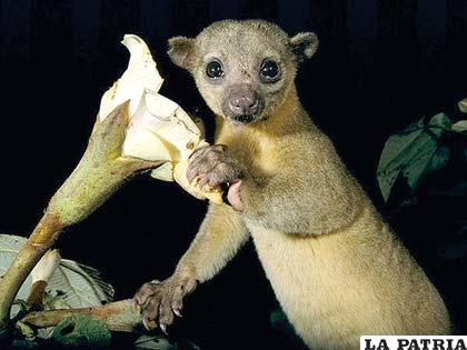 El curioso mamífero que habita en Centroamérica y América del Sur