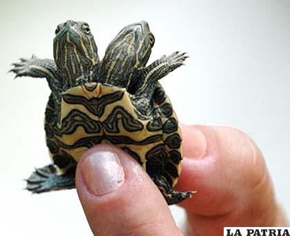 Las tortugas de dos cabezas rara vez sobreviven libres