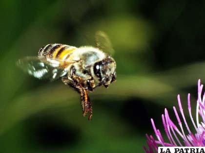 Estas grabaciones revelaron que las abejas reducían su velocidad cuanto más inestable era el viento