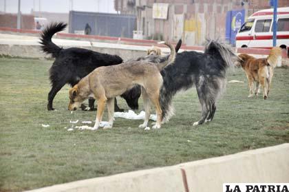 Perros vagabundos son potenciales transmisores de la rabia