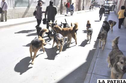 La proliferación de canes callejeros incide en el incremento de rabia canina