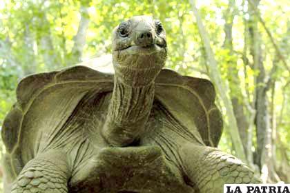 La tortuga amazónica (Podocnemis expansa)