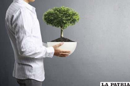 Mil años atrás se originó el arte del bonsái en China
