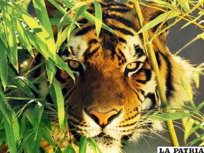 El tigre, un bello y poderoso animal