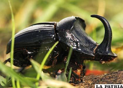 El escarabajo rinoceronte, el insecto más fuerte del mundo