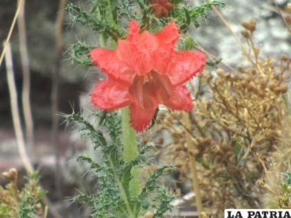 La flora es única en la provincia Abaroa