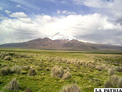 Payachatas, flora andina de Sajama