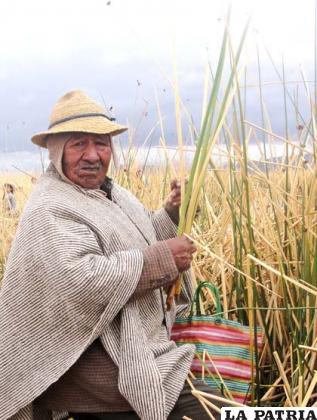 Uru murato recolectando totora