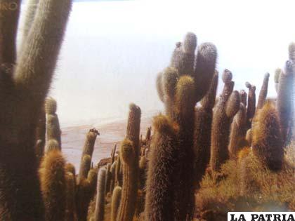 Desierto de cactus