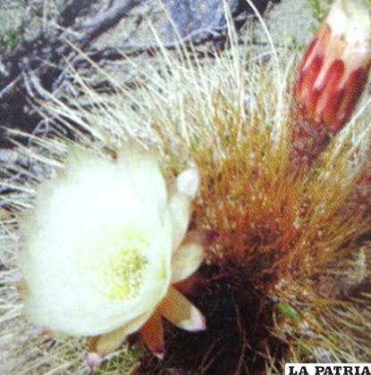 Flor de cactus