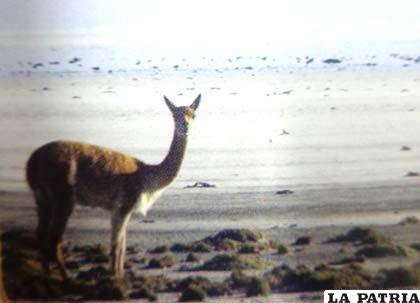Vicuña, parte de la fauna silvestre de Sabaya