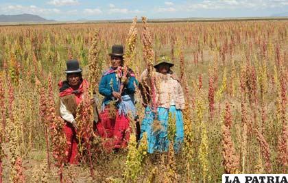 La siembra de quinua es la actividad económica de esta provincia