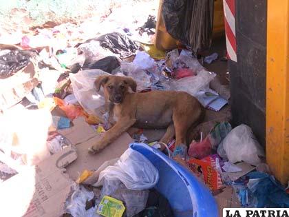 Perritos viven en medio de la basura por no tener un hogar