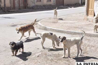 En Oruro existen alrededor de 4.000 perros vagabundos