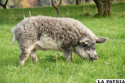 Raza de cerdo autóctona de Hungría
