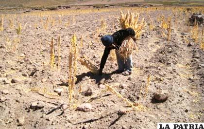 La falta de lluvias afecta el inicio en la siembra de la quinua