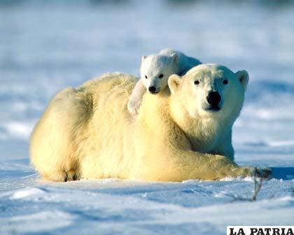 Un par de bellos ejemplares de osos polares