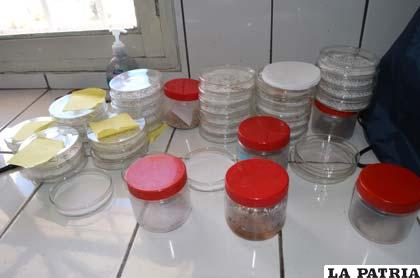 En banco de germoplasma prueban diferentes especies