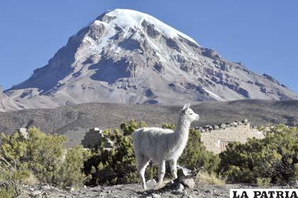 Parque Nacional Sajama no estaría bien administrado