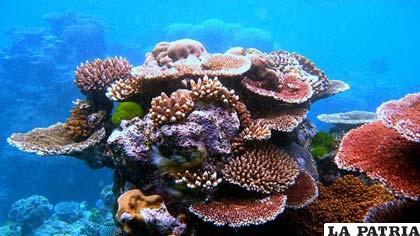 Barrera de Coral que  lucha por recuperar su esplendor