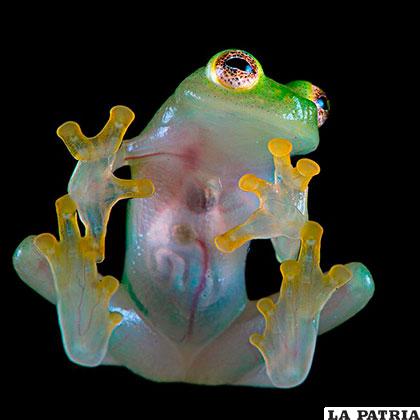Una rana transparente, llamada también de vidrio o cristal
