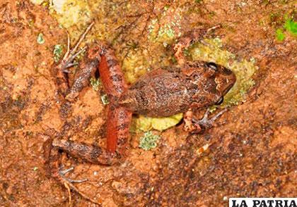 Una rana fue hallada entre las cinco especies en el Madidi