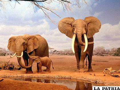 Una familia de elefantes, animales con olfato más desarrollado