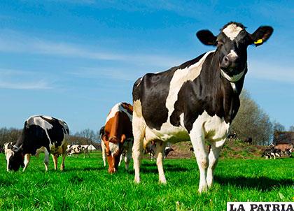 Las vacas pueden reconocer a su ternero entre mil