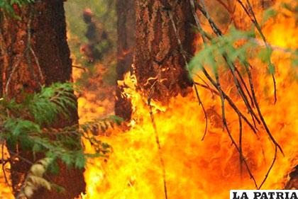 Incendio forestal en California /noticias.univision.com