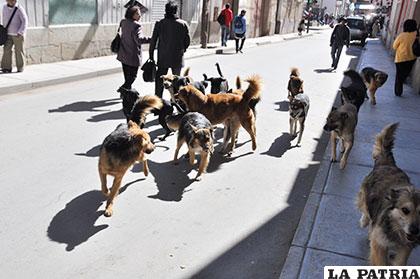 La rabia se propaga más rápido en jaurías de canes que deambulan por la ciudad