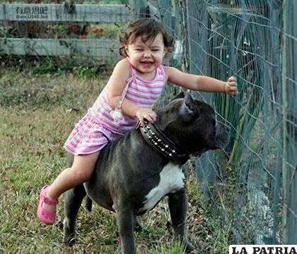 Con una atención adecuada, los pitbull son cariñosos con los niños