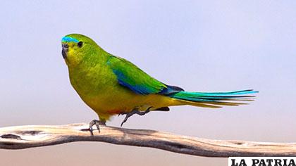 Su hábitat natural está al Sudoeste de la isla de Tasmania