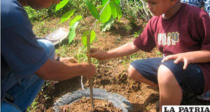 La manipulación adecuada en la plantación es vital para garantizar un crecimiento sano