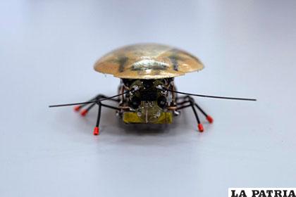 Cucaracha robot desarrollada por un equipo de investigadores rusos /diarioextra.com