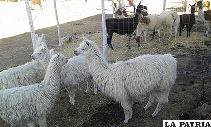 El 50% del total de ganado camélido que tiene el país se encuentra en  Oruro