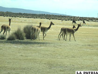 Fauna del lugar