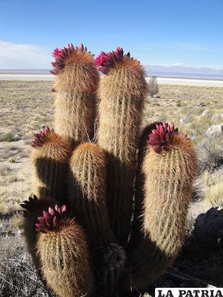 Cactus nativo del altiplano