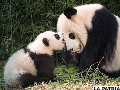 Autoridades chinas no quieren que se retire al oso panda de la lista de especies en peligro